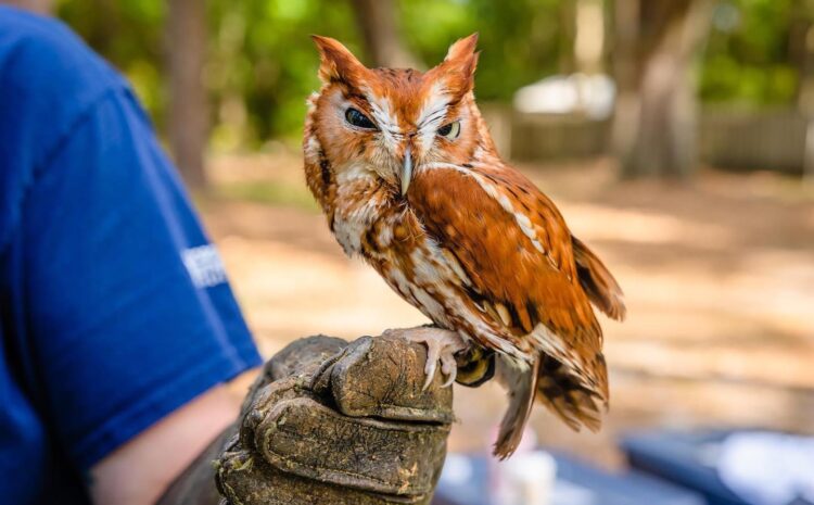  GSU Wildlife Show